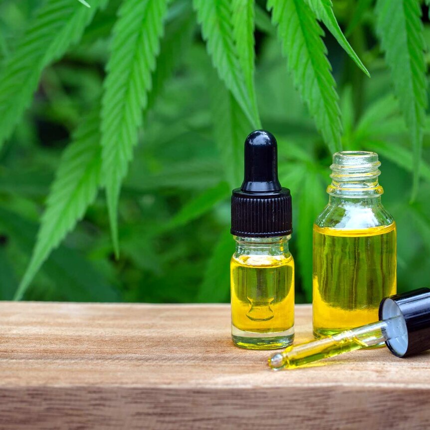 Two bottles of bright yellow oil sit on a wooden bench, with cannabis plants in the background.