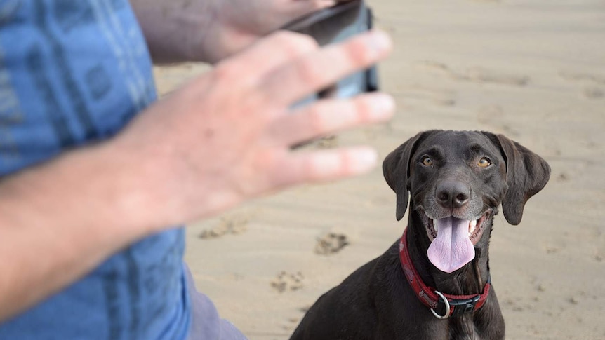 a brown dog looks up at a man's hands holding a phone