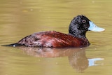 Blue-billed duck at Lake Wendouree in Victoria.