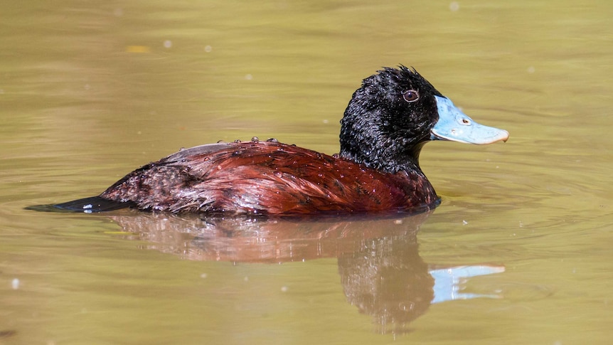 Blue-billed duck at Lake Wendouree in Victoria.