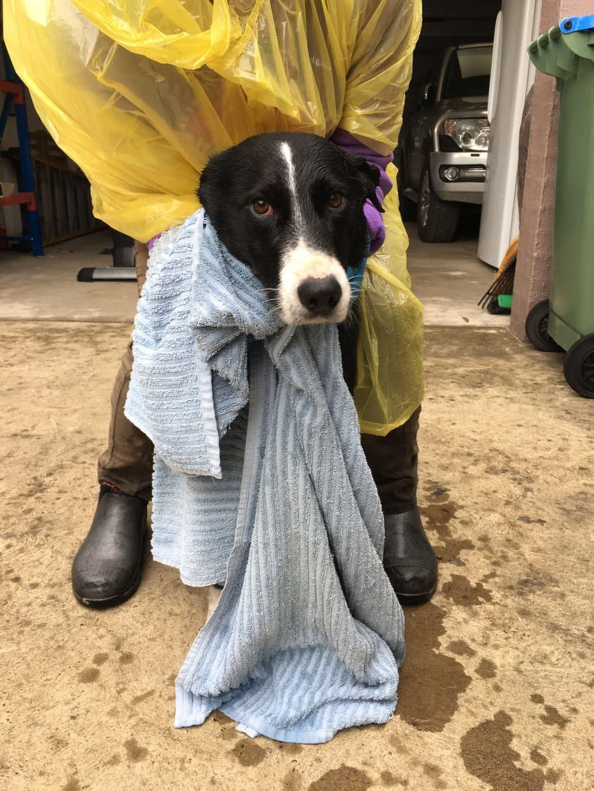 Black and white border collie being dried with a towel