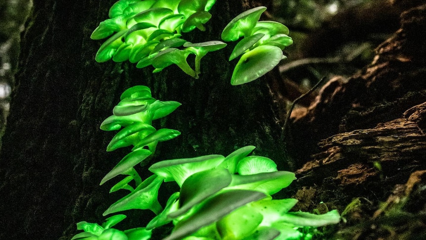 A cluster of green-glowing mushrooms on a tree at night time.