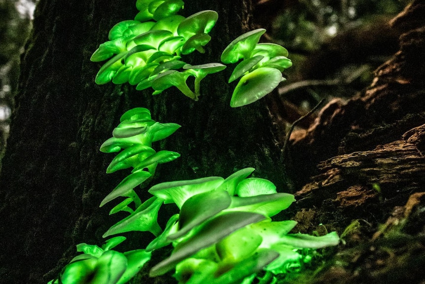 A cluster of green-glowing mushrooms on a tree at night time.