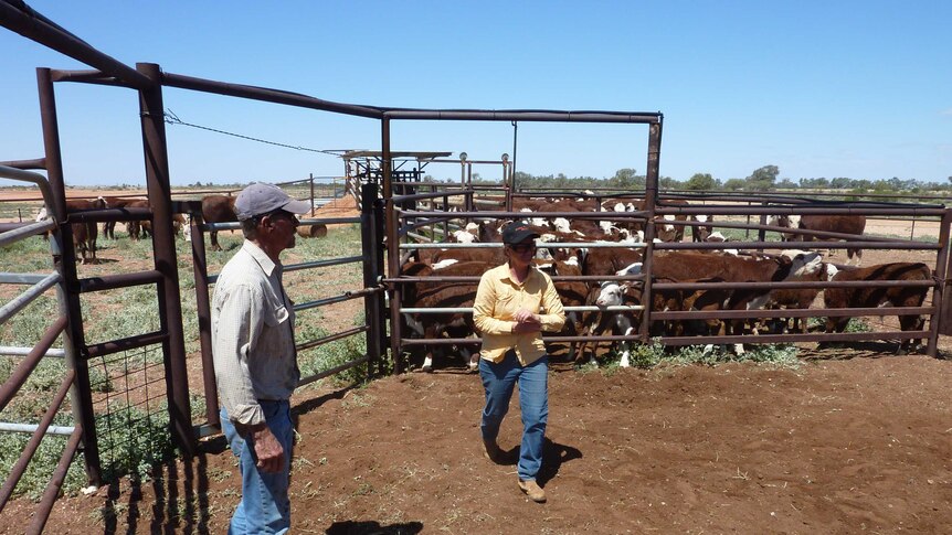 A man and a woman stand in mustering yards near some of their cattle.