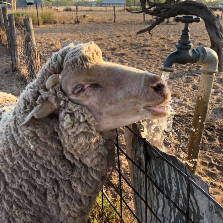 A sheep drinks from a tap on a dry-looking property.