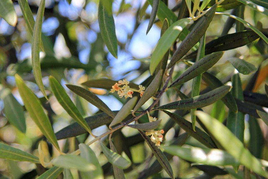 Olive flowers