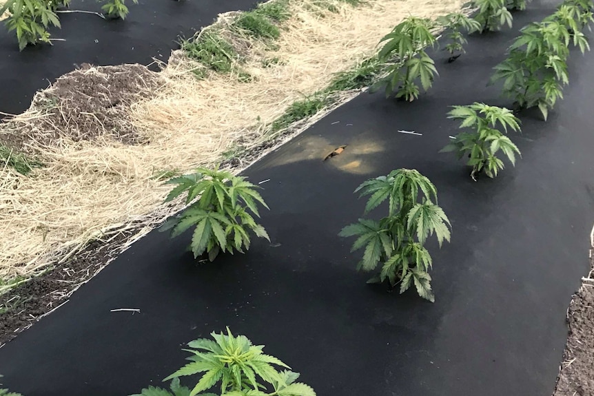 Cannabis plants grow in rows outdoors.