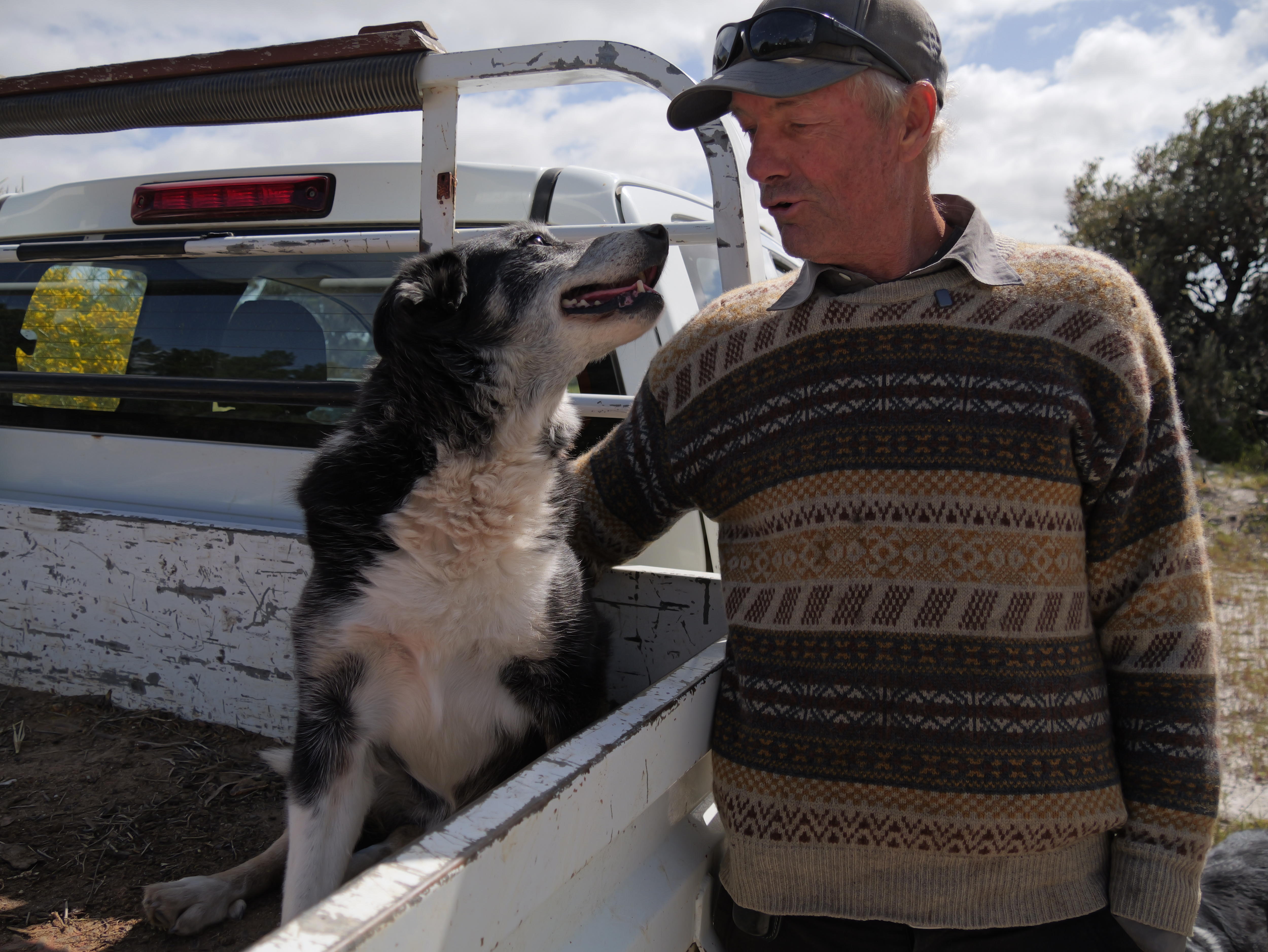 Old working dogs refuse to be put out to pasture
