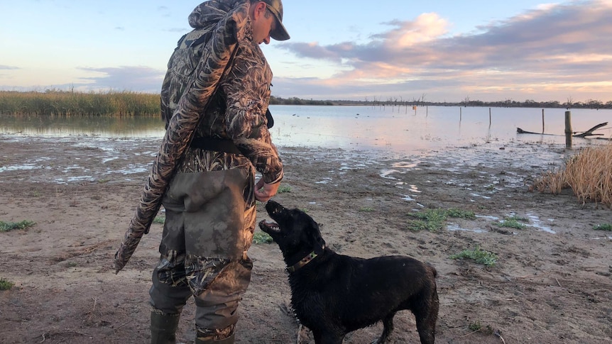 The gun dog training on the Loveday wetland complex in South Australia's Riverland