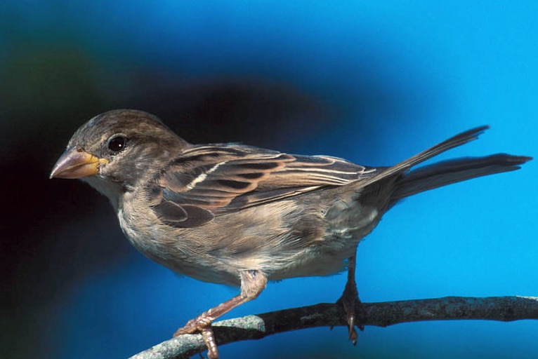 Sparrow on a branch.