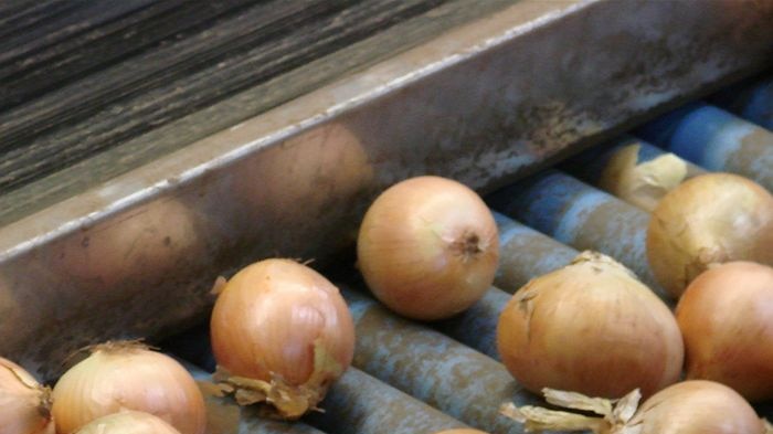 Onion grading, Field Fresh Tasmania