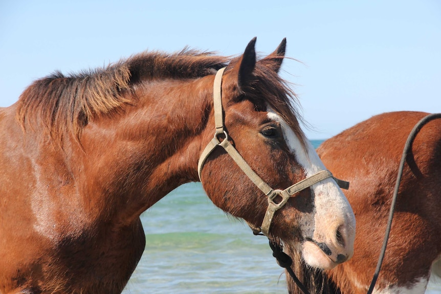 A close-up of a horse in the ocean