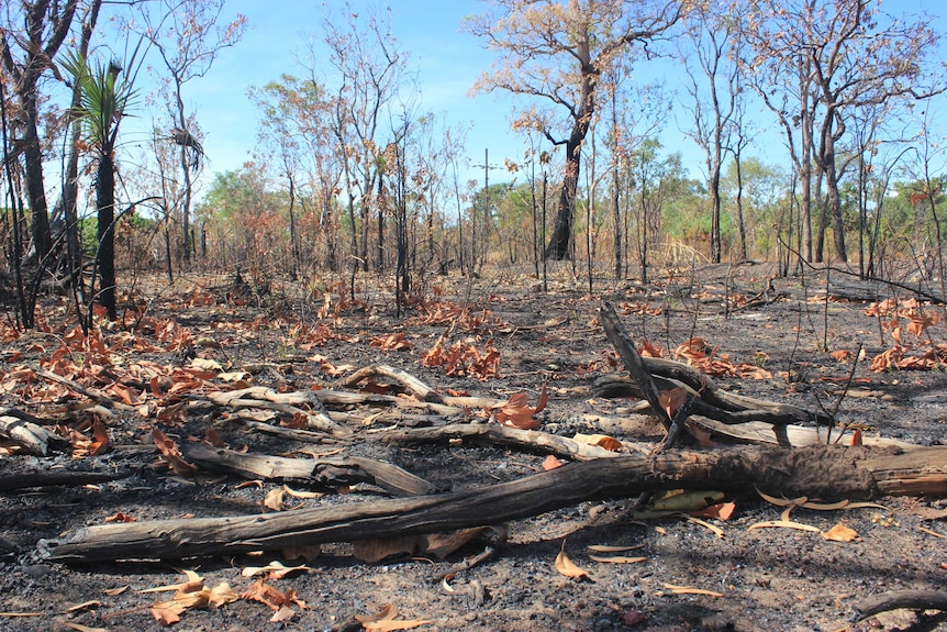 landscape image of burnt tree laying in black coal soil.