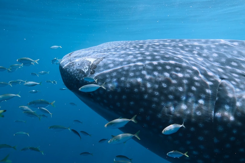 Close-up of a spotted grey whale shark swimming in clear blue waters with a school of small silver and lime green fish.