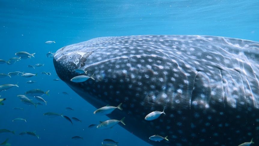 Close-up of a spotted grey whale shark swimming in clear blue waters with a school of small silver and lime green fish.