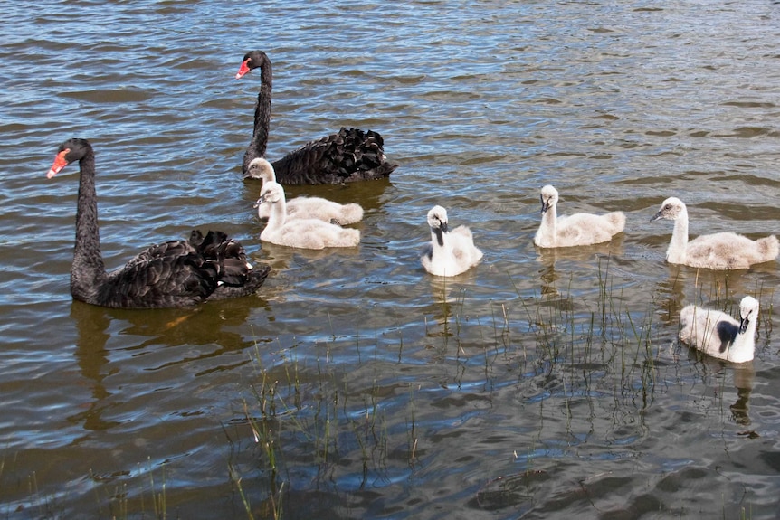 Two black swans and five young grey cygnets