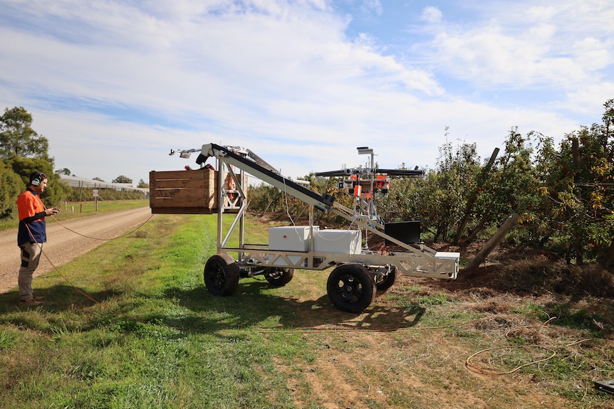 A vehicle with four wheels and a apple bin is being turned around in an orchard 