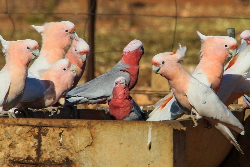 Pink cockatoos have a drink in the outback.