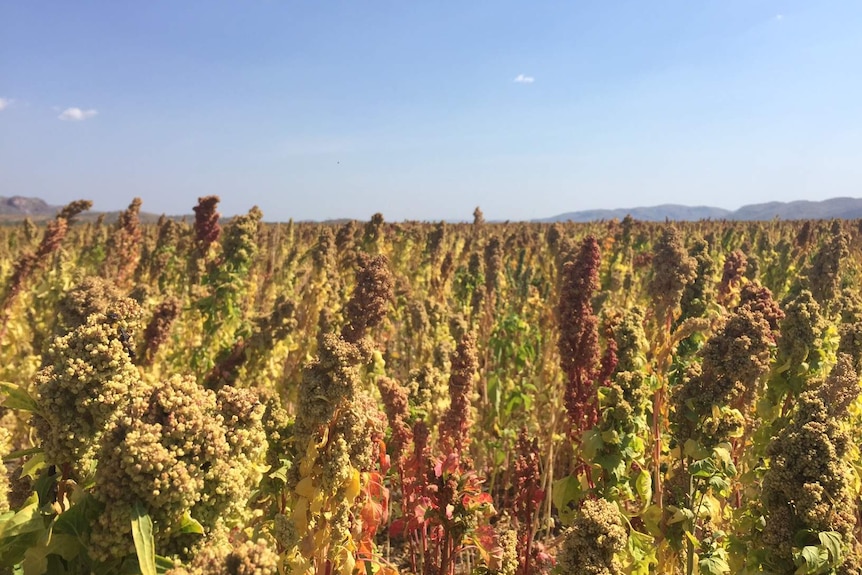 Close up photo of quinoa growing in the Kimberley
