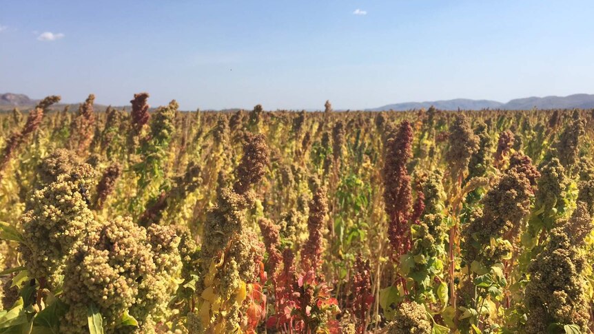 Close up photo of quinoa growing in the Kimberley