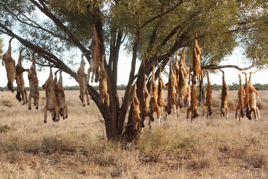 Dingo Tree