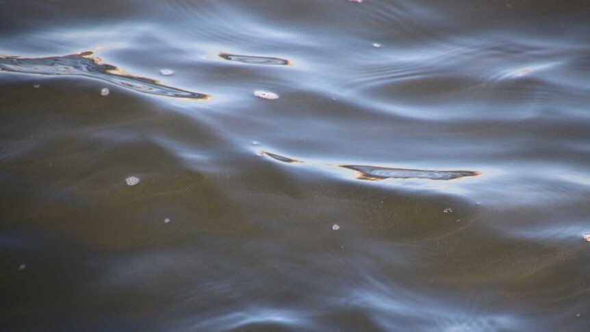A close up of water in the Swan River