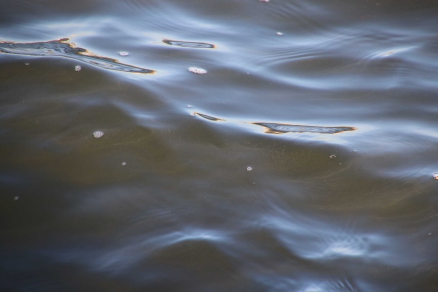 A close up of water in the Swan River