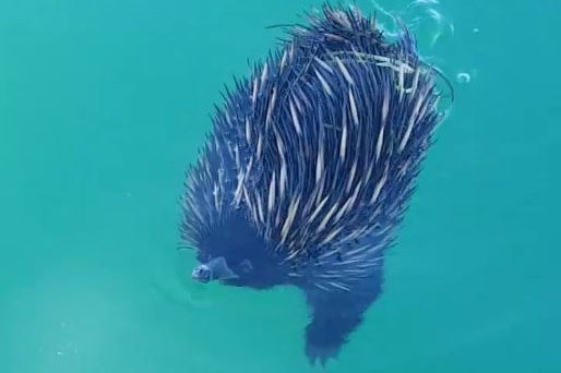 An echidna swimming in the ocean.