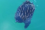 An echidna found swimming in middle of Pumicestone Passage
