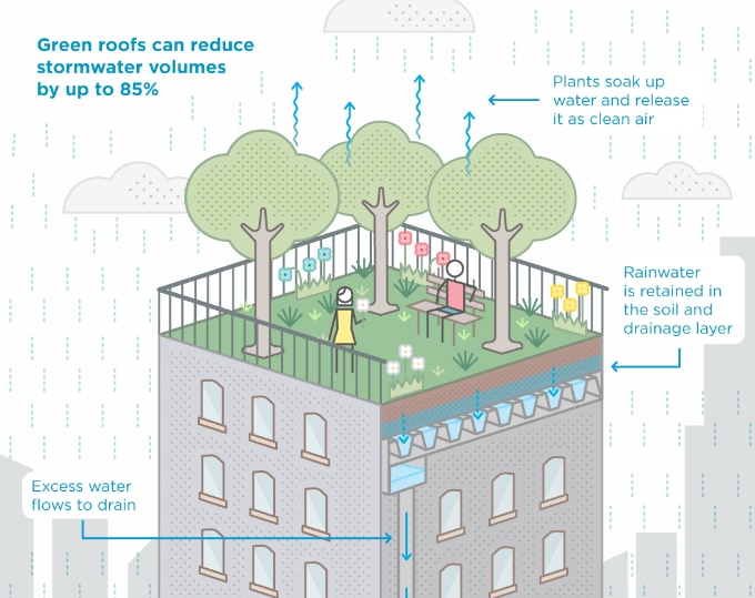 A diagram showing how a green roof works by capturing rainwater