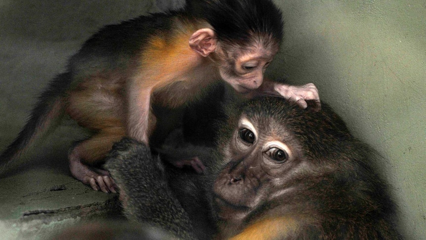 A small baby monkey scratches the head of an adult monkey.