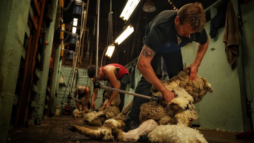 Men in a shed shearing sheep.