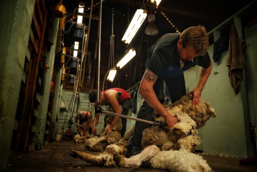 Men in a shed shearing sheep.