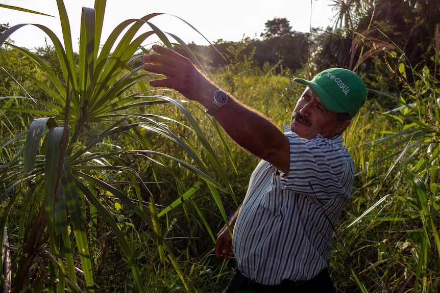 A man in a green cap points to a palm tree