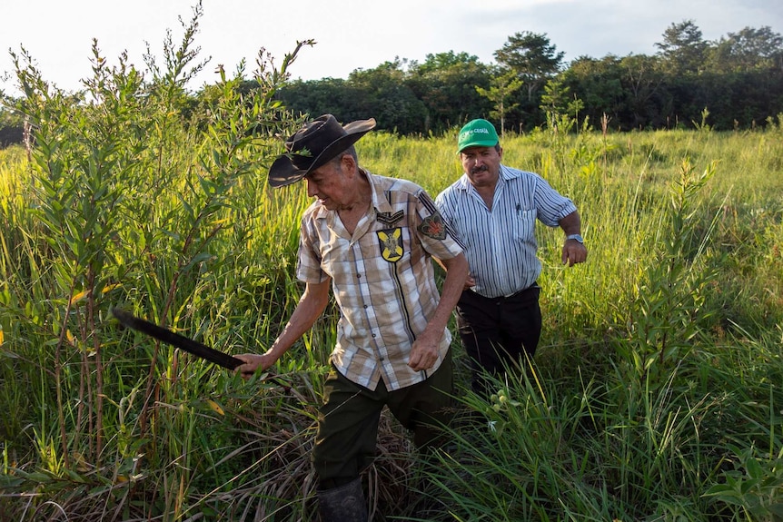 Two men walk through the grass and one cuts a path with a machete