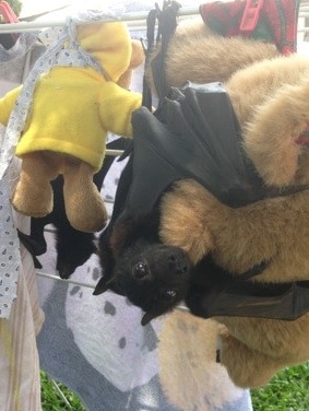 Flying Fox clings to stuffed teddy bear hanging off clothes line.