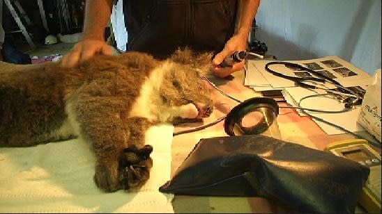 Koala receiving health check