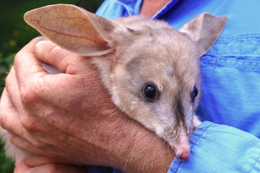 close up image of bilby in man's hands
