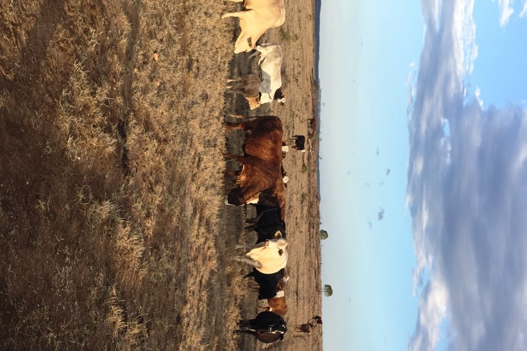 Breeder cattle in front of a wooden fence post on grazing country near Wandoan