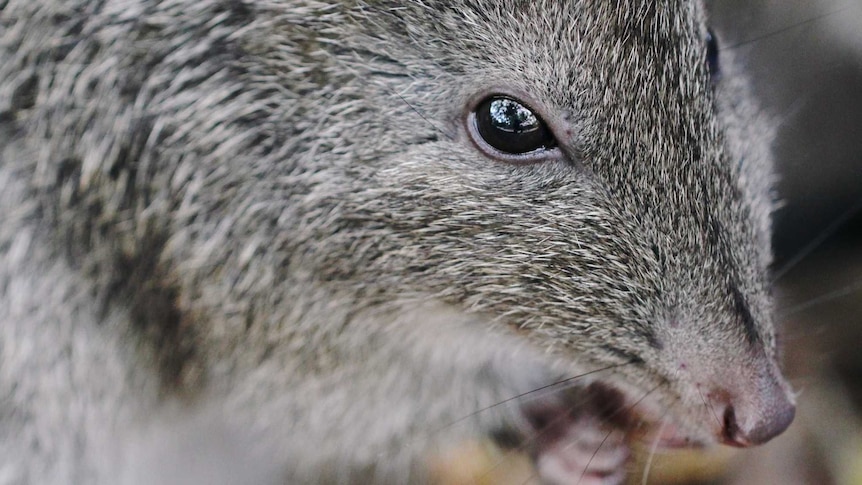 A long-nosed potoroo on the grass.