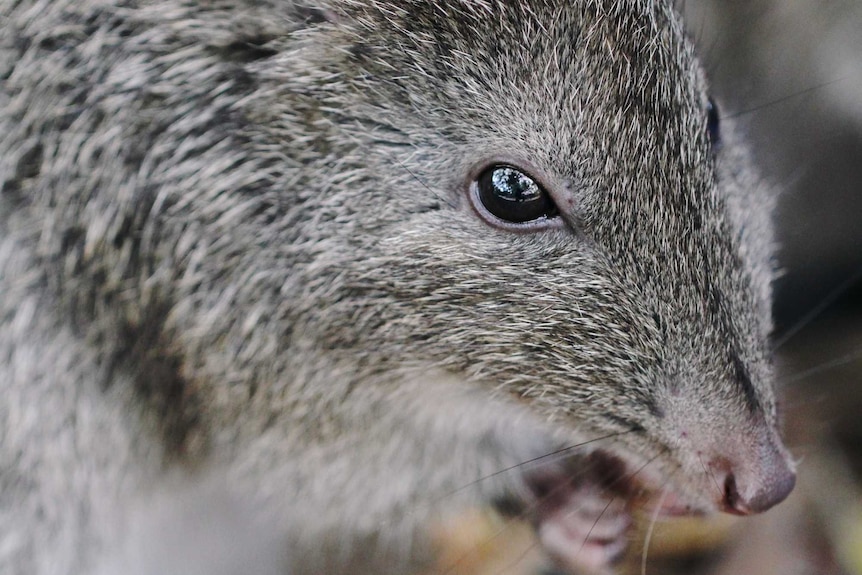 A long-nosed potoroo on the grass.