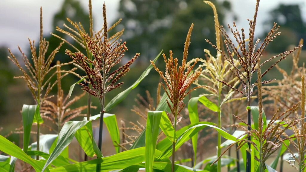 Made for Shade - Gardening Australia