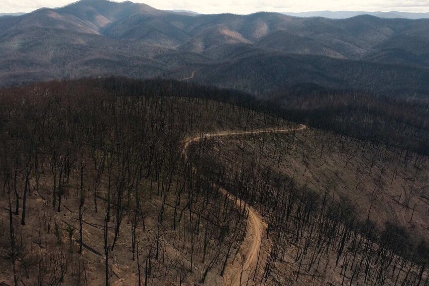 The national park near Cobargo was largely burnt out
