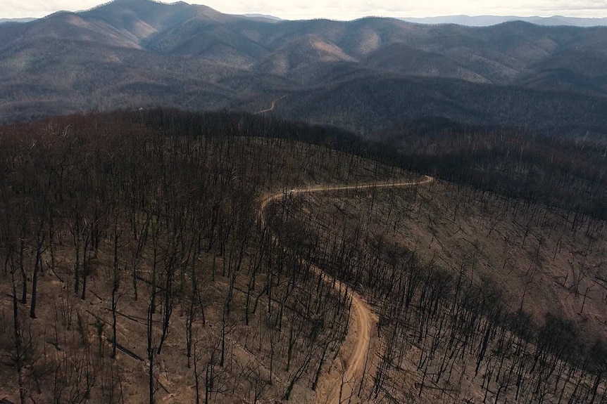The national park near Cobargo was largely burnt out