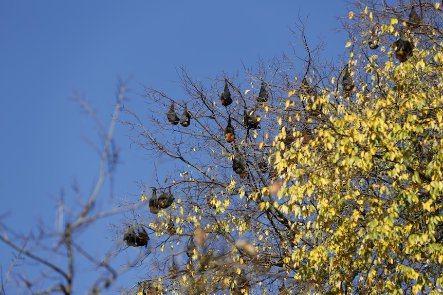 Bats roosting in a tree, against a blue winter sky
