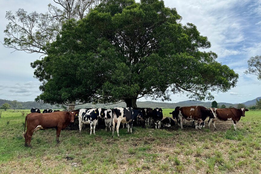 Dairy cows stand in the shade of a fig tree in a paddock