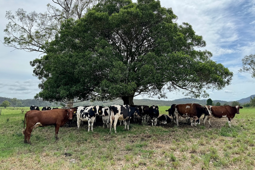 Dairy cows stand in the shade of a fig tree in a paddock