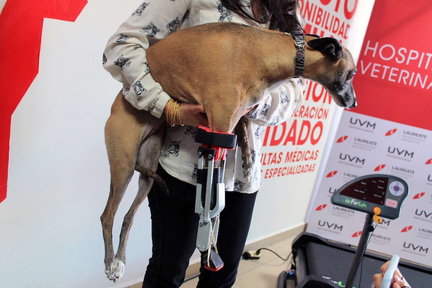 Romina the whippet is carried after receiving a new prosthetic leg