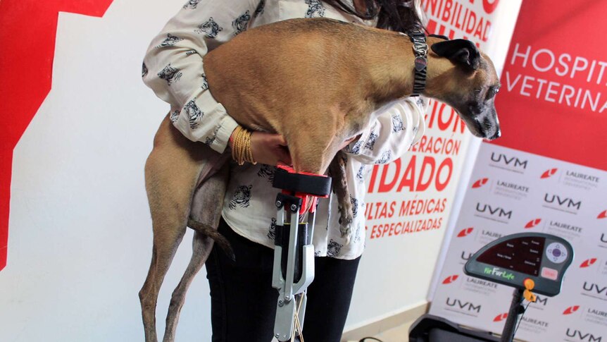 Romina the whippet is carried after receiving a new prosthetic leg