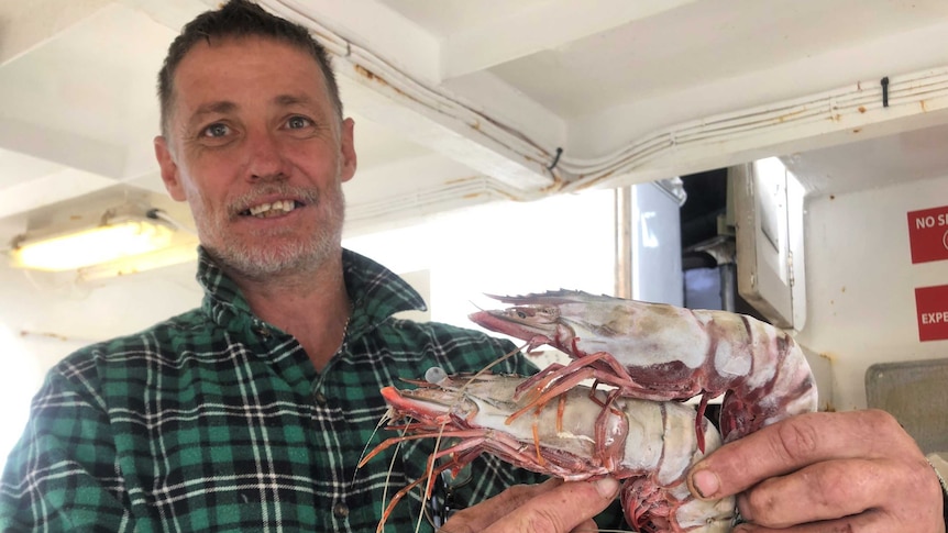 A prawn fisher holds a couple of huge leader prawns bigger than his hands, on back deck of his trawler